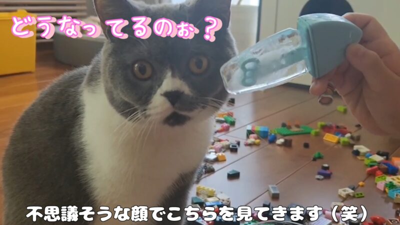 氷を初めて見る猫ちゃんのリアクションが可愛い【ブリティッシュショートヘア】