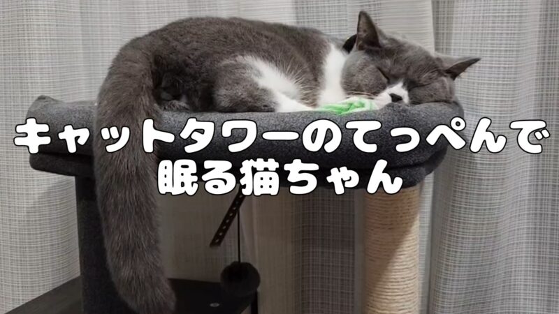 キャットタワーのてっぺんでセクシーポーズで眠る猫ちゃん【ブリティッシュショートヘア】