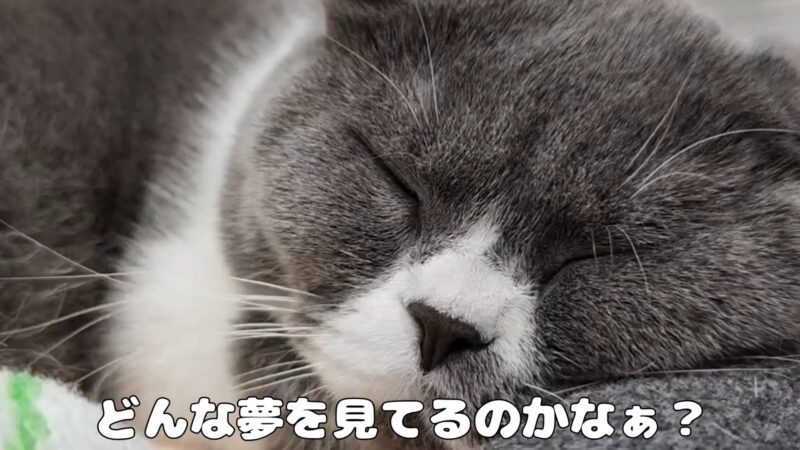 キャットタワーのてっぺんでセクシーポーズで眠る猫ちゃん【ブリティッシュショートヘア】
