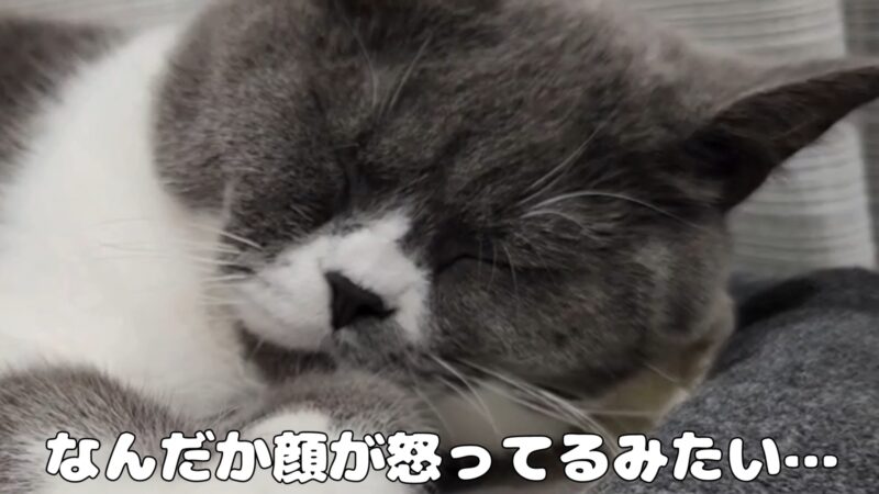 キャットタワーのてっぺんでセクシーポーズで眠る猫ちゃん【ブリティッシュショートヘア】