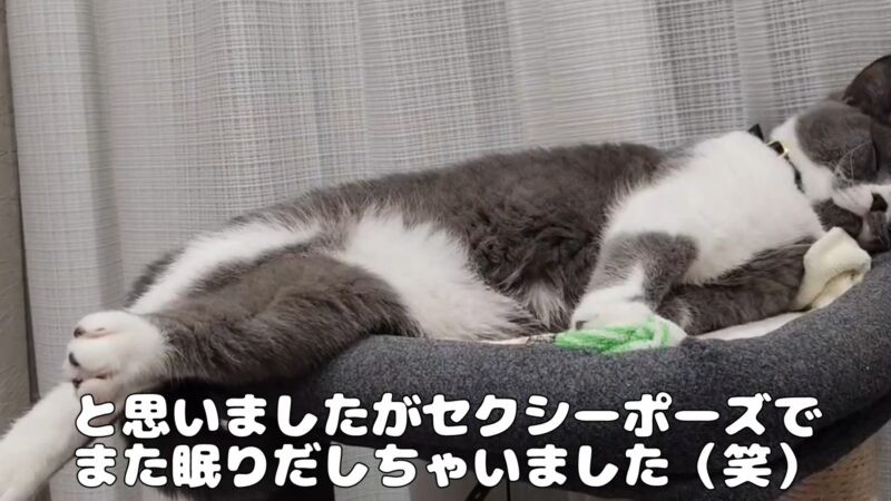 キャットタワーのてっぺんでセクシーポーズで眠る猫ちゃん【ブリティッシュショートヘア】