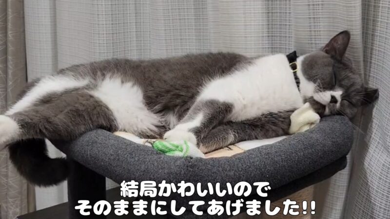 キャットタワーのてっぺんでセクシーポーズで眠る猫ちゃん【ブリティッシュショートヘア】