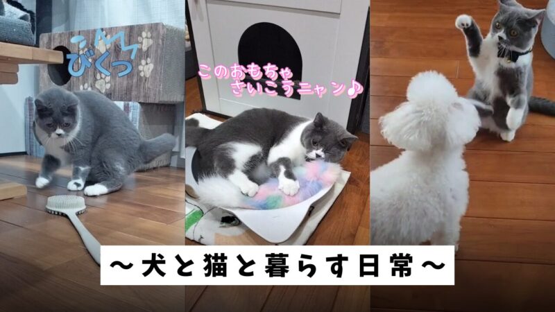 【癒やされる】ペットと一緒に暮らす毎日♪【犬と猫と一緒に暮らす日常】