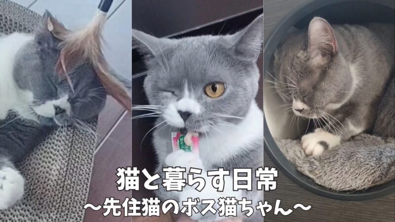 【多頭飼い】愛嬌たっぷり！ハチワレ先住猫の愛くるしい日常＆癒やしシーンを一挙紹介♪【ブリティッシュショートヘア】