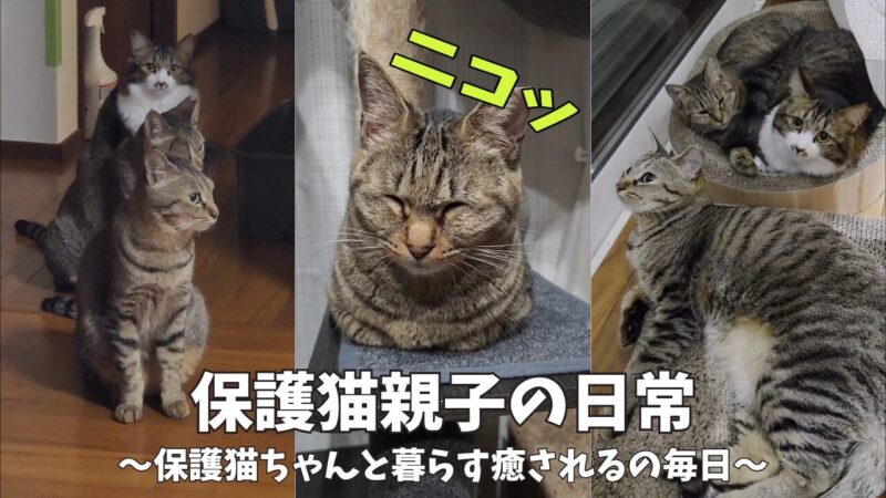 【感動の成長記録】小さなお母さん猫と甘えん坊子猫たちの日常！少しずつ心を開く保護猫親子の姿に癒やされる